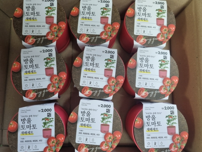  식목일 기념 행사 「초록빛 힐링 – 방울토마토 심기」